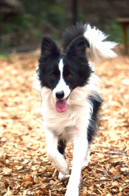 �E�b�h�`�b�v�̏�������