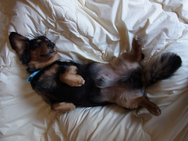 �z�c�ɂ��錢