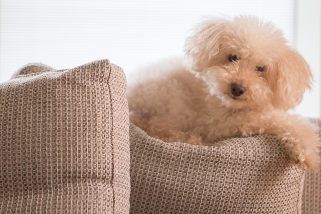 ソファーにいる犬