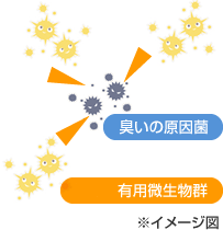 ���ʋۂƑP�ʋ�