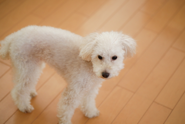 フローリングを歩く犬