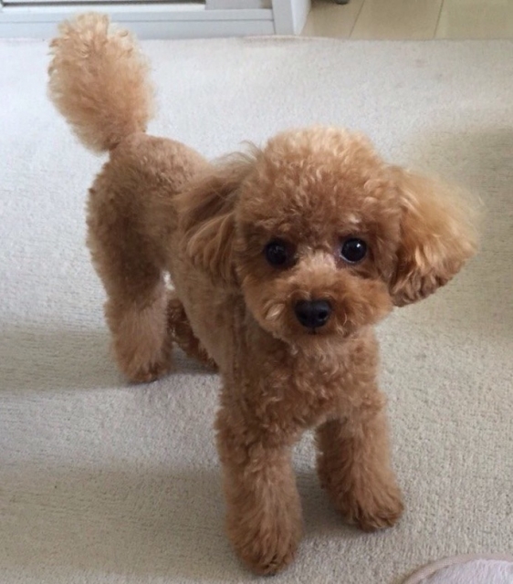 �J�[�y�b�g�ɂ��錢